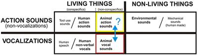 Divergent Human Cortical Regions for Processing Distinct Acoustic-Semantic Categories of Natural Sounds: Animal Action Sounds vs. Vocalizations